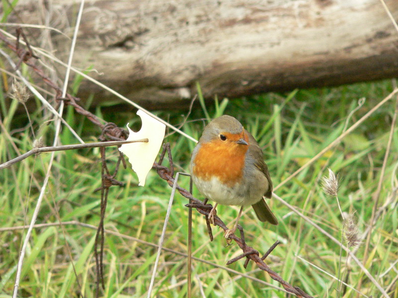 Pettirosso - Erithacus rubecula